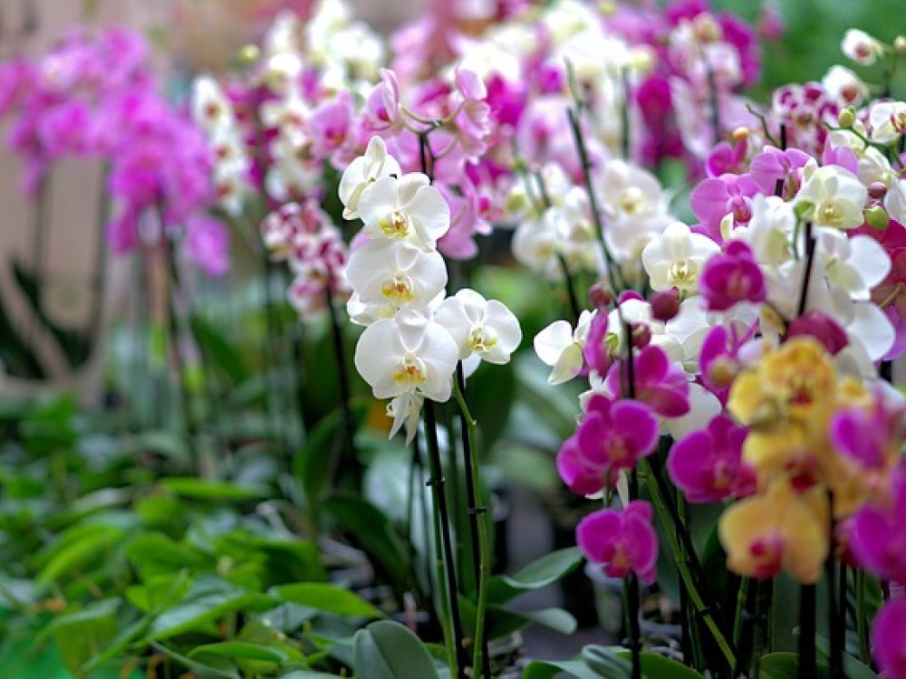 Jak poznat a koupit zdravé orchideje