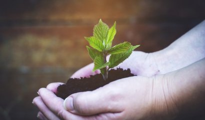 Pamětní zahradní rostliny