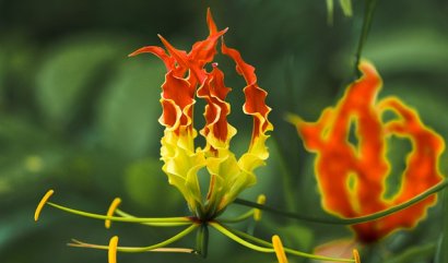 Osm nejdražších květin na planetě