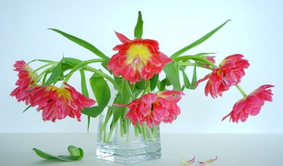 Jak pečovat o řezané květiny v zimě