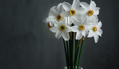 Narozeninové květiny pro měsíc prosinec