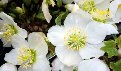 Vánoční růže: bájná květina, která by u vás neměla v zimě chybět