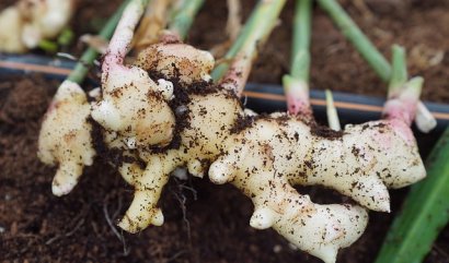 Pěstování léčivých bylinek přímo u vás doma