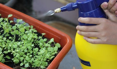 Destilovaná voda pro rostliny - Použití destilované vody na zalévání