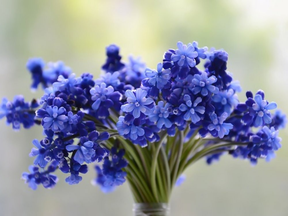 Tajemství modrých květin: Vzácná barva přírody vděčí za svou existenci včelímu zraku