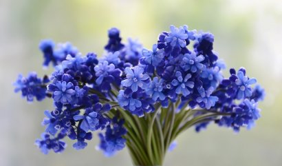 Tajemství modrých květin: Vzácná barva přírody vděčí za svou existenci včelímu zraku