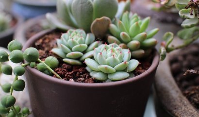Vše, co potřebujete vědět o péči o sukulenty v interiéru