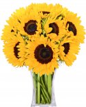 Sunflower: flowers online