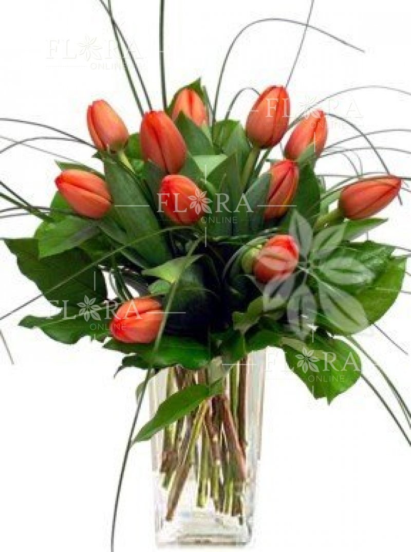 Tulips - Flora-Online