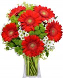 Red Gerbera: Flowers Online