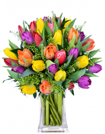 SVĚŽÍ KYTICE TULIPÁNŮ