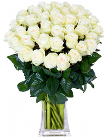 75 BÍLÝCH RŮŽÍ